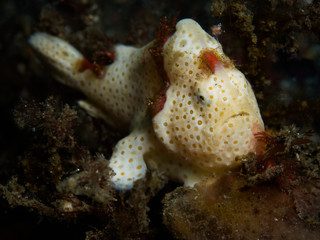 Anglerfisch / Frogfish
