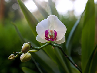 Orchid flower in tropical garden