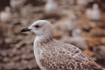 seagull10