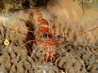 Diving Christmas Island