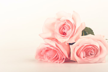 Obraz na płótnie Canvas gentle background of pink roses