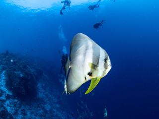 Obraz premium Christmas Island Underwater