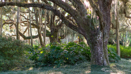 Florida forest with oaks and palm trees