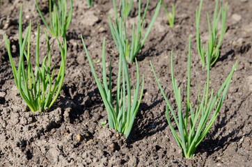 Green shallots onion growing in the vegetable garden