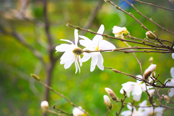Magnolia flowers on the tree. spring flowering tree