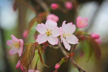 Fototapeta na wymiar Sakura flowers on the tree. Japanese spring flowering tree