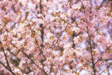 Sakura flowers on the tree branches in the park. gentle spring background