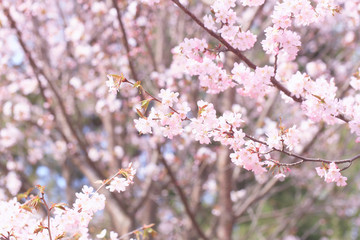 Sakura flowers on the tree branches in the park. gentle spring background