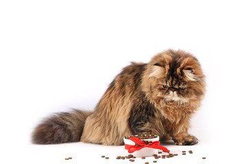 cat eating dry food isolated on white background. persian kitten