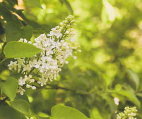 blooming white lilac