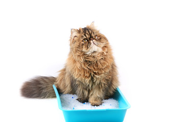 cat sits in a tray with a filler isolated on white background. Persian cat