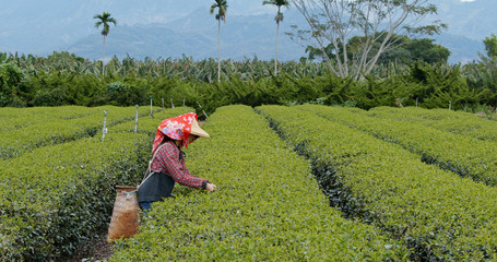 Woman pick green tea leaves in the farm