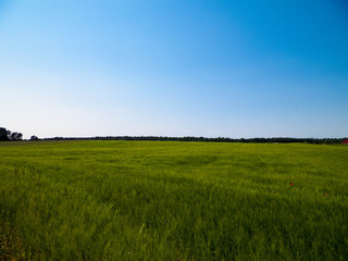 Green field in Kashubian village.