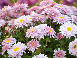 Chrysanthemum flowers growing in summer garden, close up view. Pink crown daisies with green...