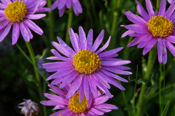 fioritura di Astro alpino (Aster alpinus) su prato di montagna