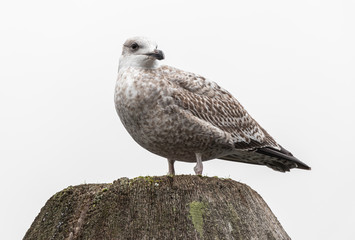 Junge Möwe auf Beobachtungsposten