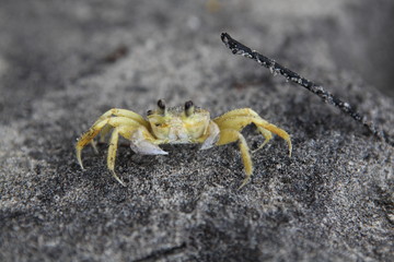 Ghost Crab Maria farinha 04
