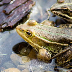 Froschaugen