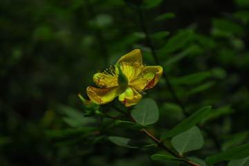 yellow flower on green background of leaves