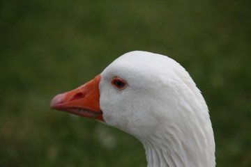 Mr. Goose 