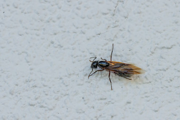 Ants