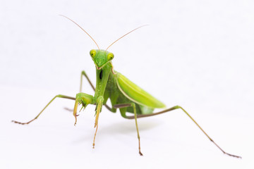 praying mantis insect