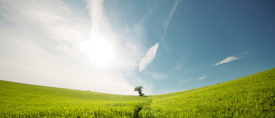 Baum in der Mulde