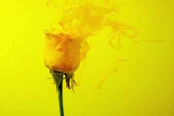 yellow rose inside water white background color acrylic underwater paint ink dye under smoke