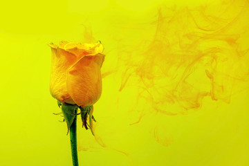 yellow rose inside water white background color acrylic underwater paint ink dye under smoke