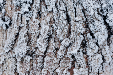 Frosty tree bark. Beautiful winter texture