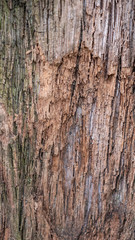 Tree Texture