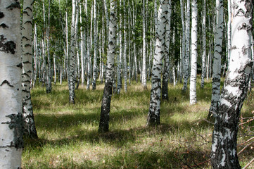 Obraz premium walking in the summer birch forest is very useful for health living in the metropolis