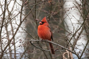 Northern Cardinal Puffed Up in Winter Snow