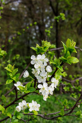 Blooming twig of plum in early spring