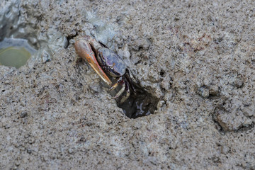crab in natural habitat, mangrove