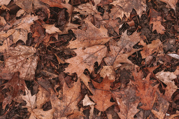 Dry oak leaves. Autumn background