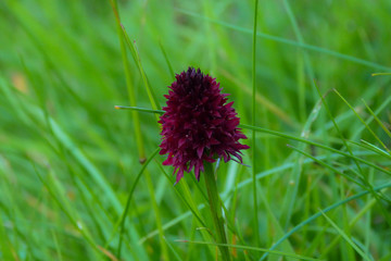 Orchidea Nigritella rubra,ritratto fiore su prato verde
