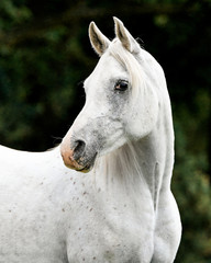 White arabian mare