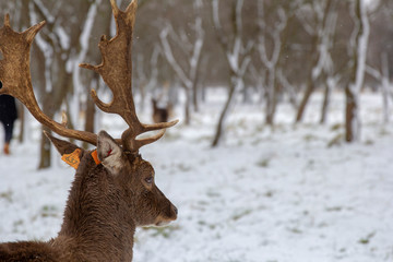 deer in winter forest