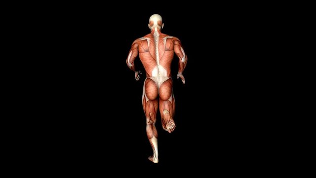 Visible Muscles And Tendons Medical Anatomy Animation