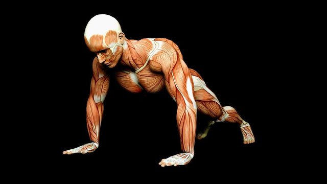 Visible Muscles And Tendons Medical Anatomy Animation
