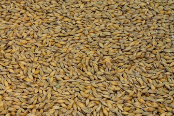 yellow barley grains poured into a barrel