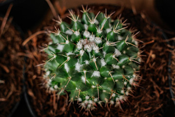 cactus in garden