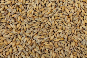 background of grains of barley a close look
