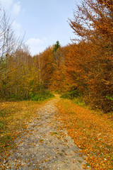 Autumn country road in the forest