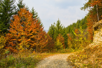 Dirt forest road in autumn