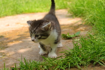 on the road striped kitten with a white chest