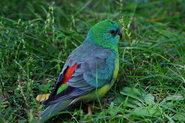 colorfull parrot