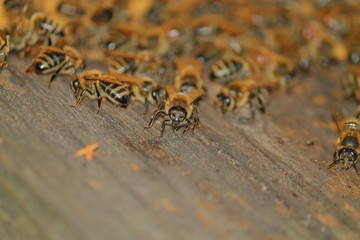 hive and apiary, yellow bees close p, swarm of bees guarding the hive and honey