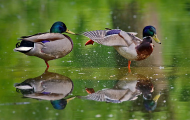 ducks in pond